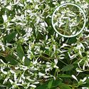 Bild von Euphorbia P12 Silverfog white
